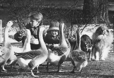 351264 Afbeelding van twee kinderen die de ganzen voeren in het Wilhelminapark te Utrecht.